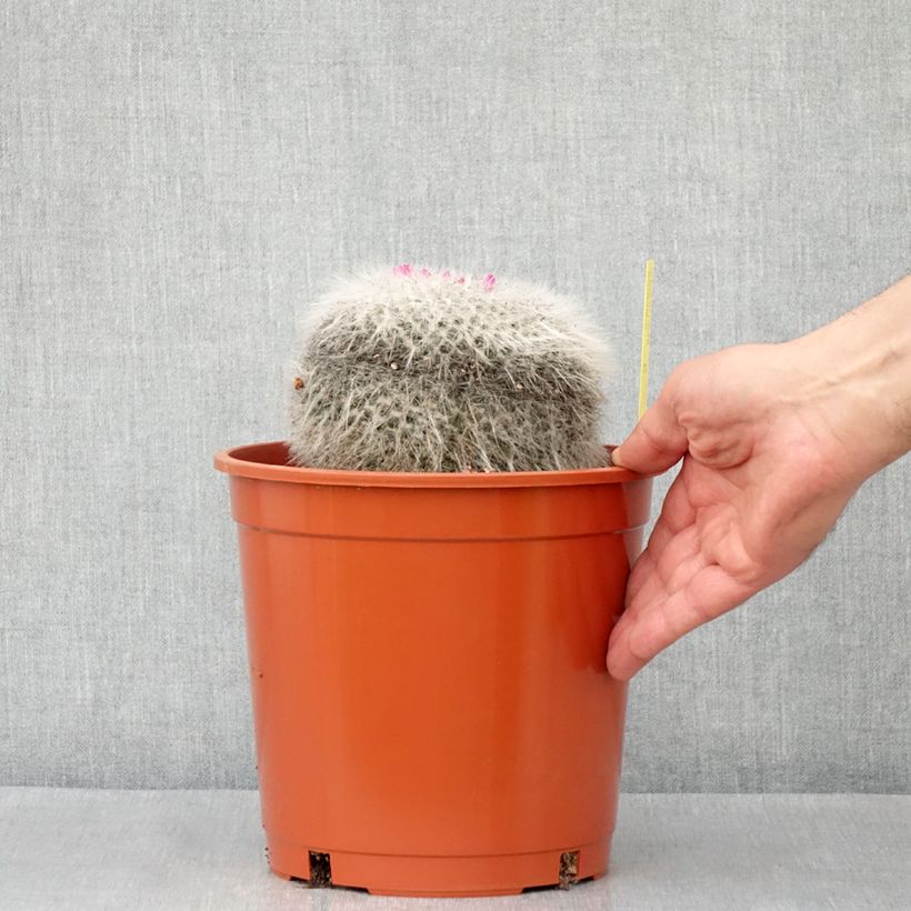 Exemplar von Cactus - Mammillaria hahniana - Pot de 4L/5L wie im Frühjahr geliefert