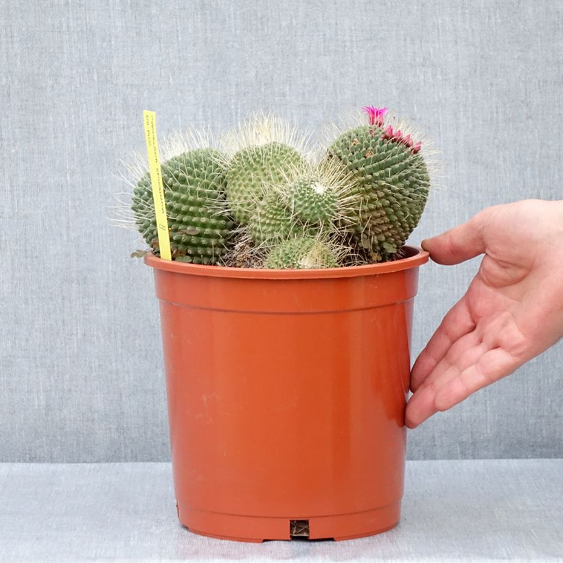 Exemplar von Cactus - Mammillaria Un Pico - Pot de 4L/5L wie im Frühjahr geliefert