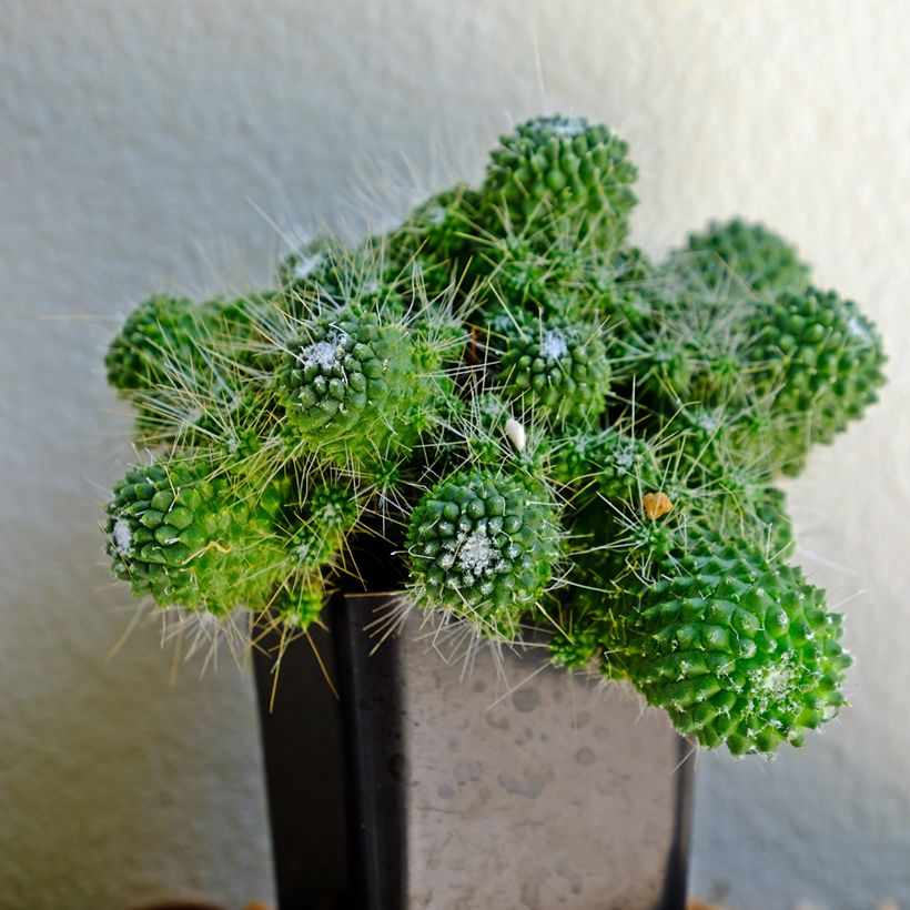 Kaktus - Mammillaria Un Pico (Hafen)