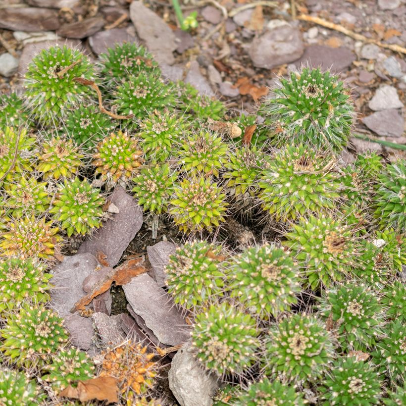 Kaktus - Mammillaria compressa (Hafen)