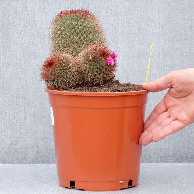 Exemplar von Cactus - Mammillaria ernestii var. rubrispina - Pot de 4L/5L wie im Frühjahr geliefert