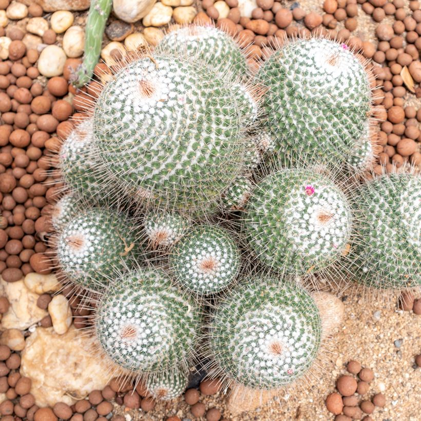 Kaktus - Mammillaria hahniana (Hafen)