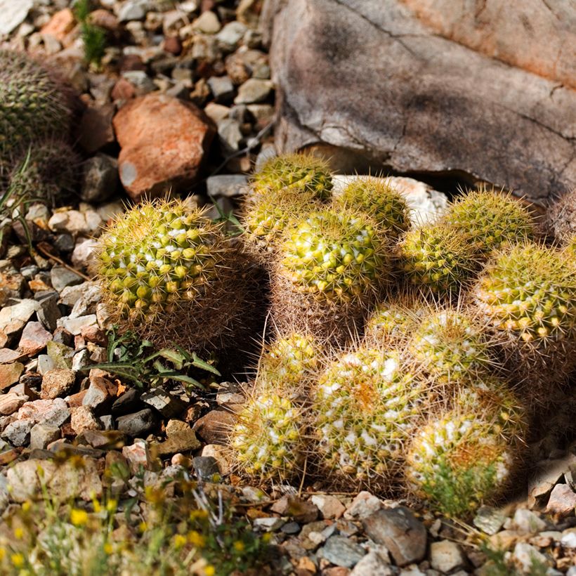 Kaktus - Mammillaria marksiana (Hafen)