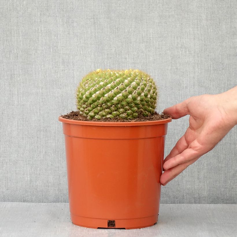 Exemplar von Cactus - Mammillaria marksiana - Pot de 4L/5L wie im Frühjahr geliefert