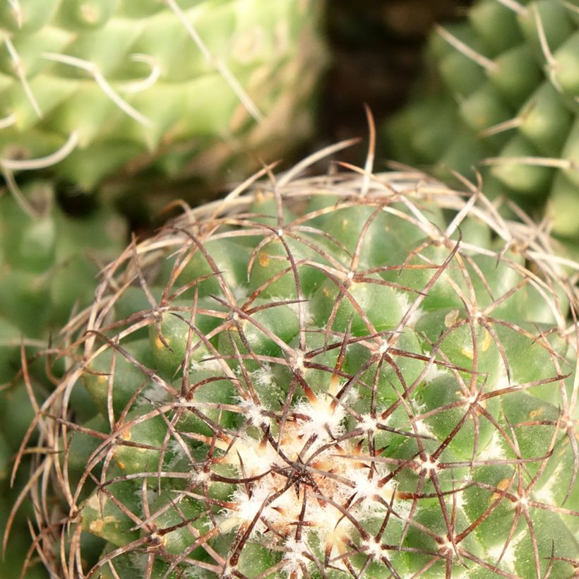 Kaktus - Mammillaria Toluca (Laub)