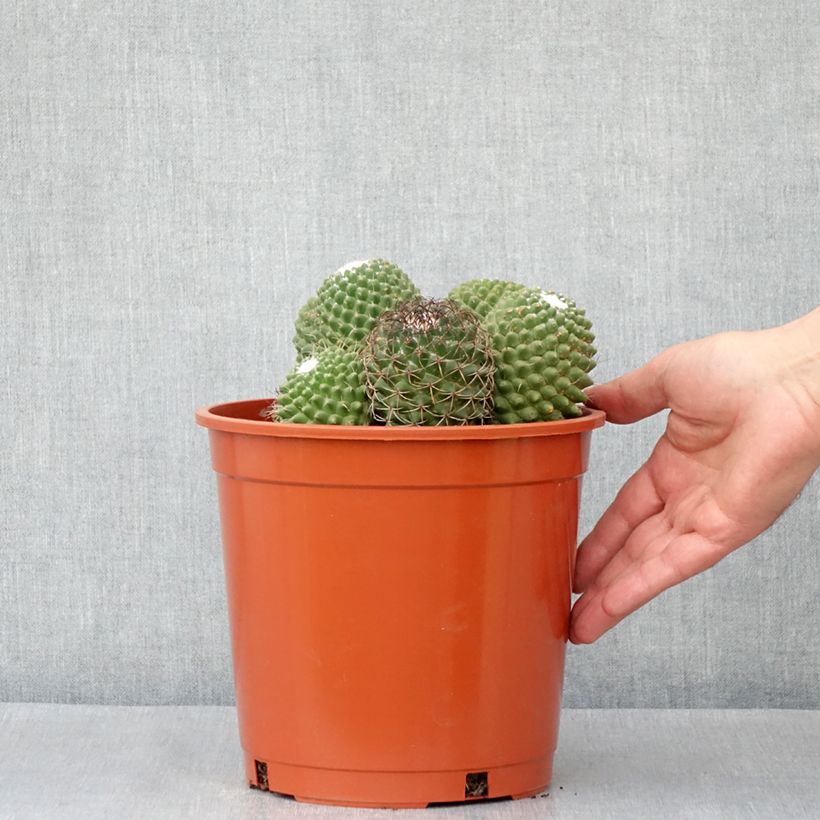 Exemplar von Cactus - Mammillaria Toluca - Pot de 4L/5L wie im Frühjahr geliefert
