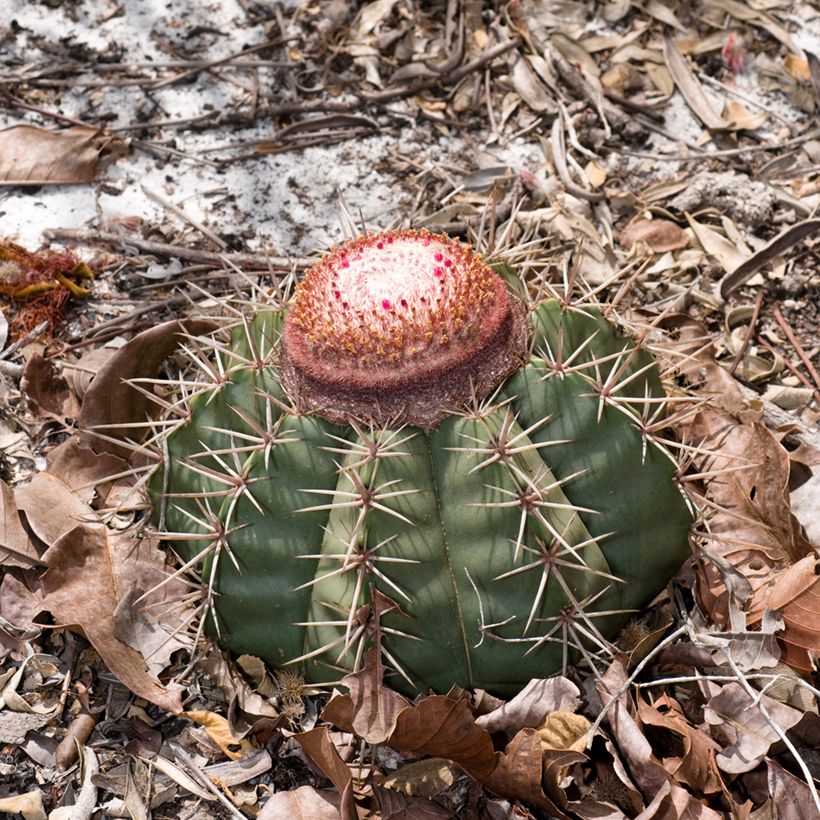 Melonenkaktus - Melocactus bahiensis (Hafen)