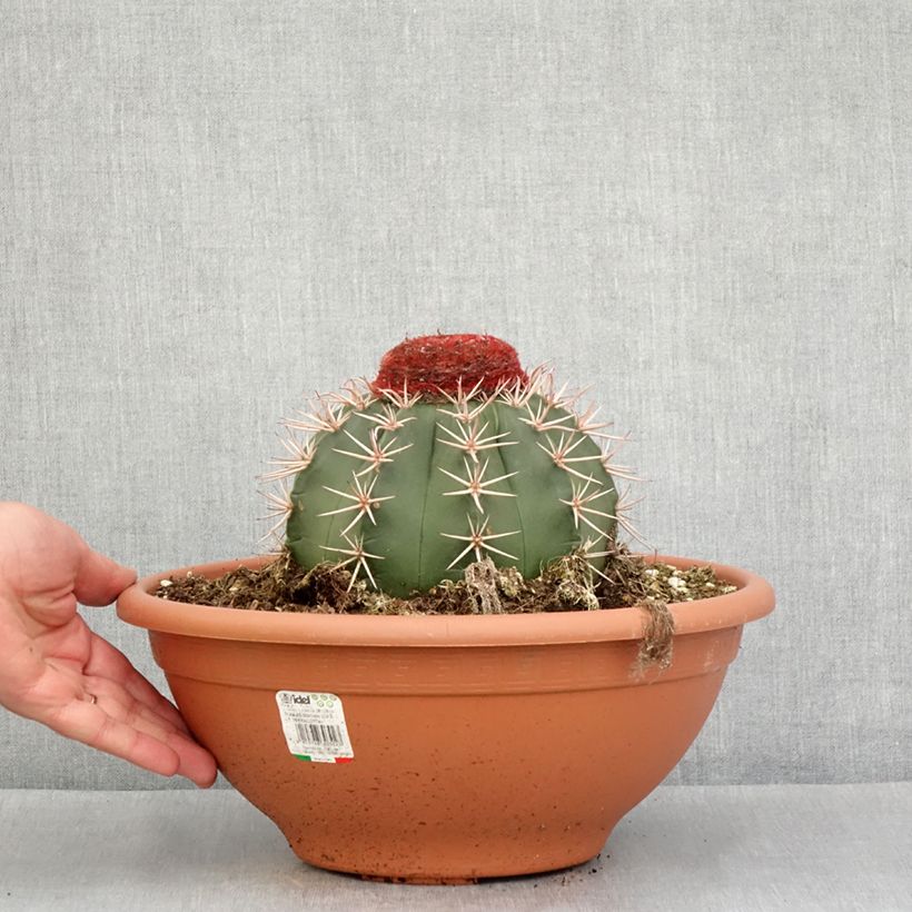 Exemplar von Cactus - Melocactus bahiensis - Pot de 6L/7L wie im Frühjahr geliefert