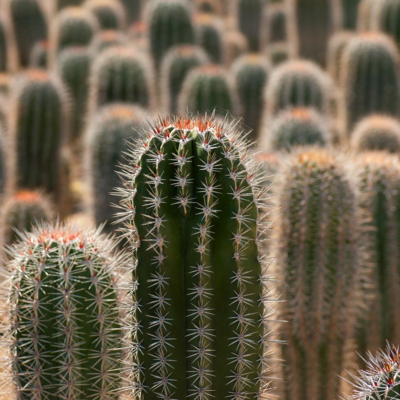 Kaktus - Pachycereus pringlei (Laub)