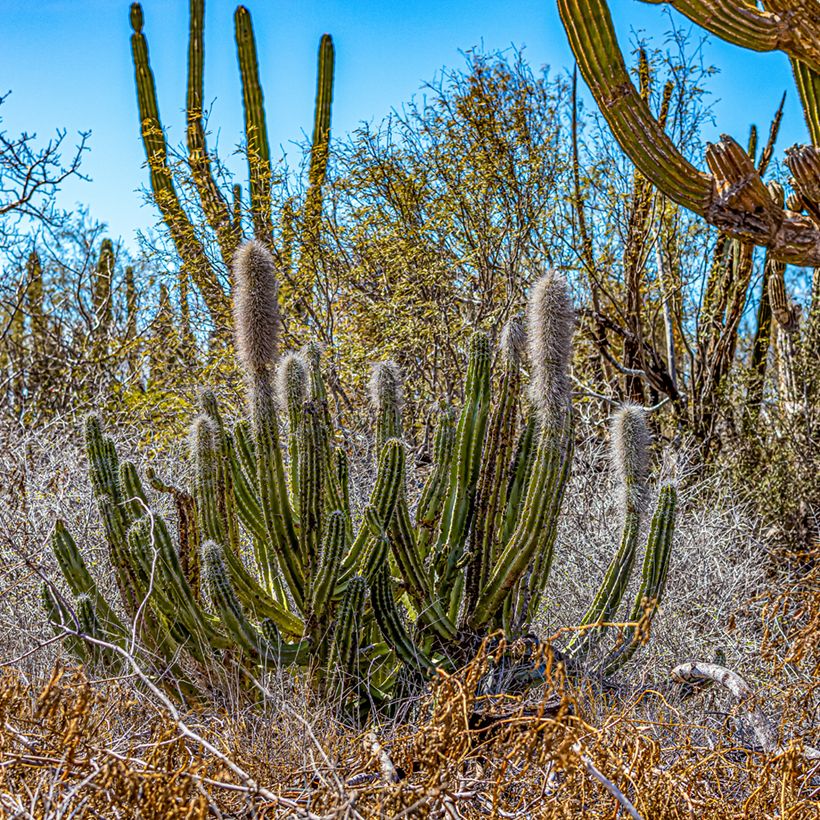 Kaktus - Pachycereus pringlei (Hafen)