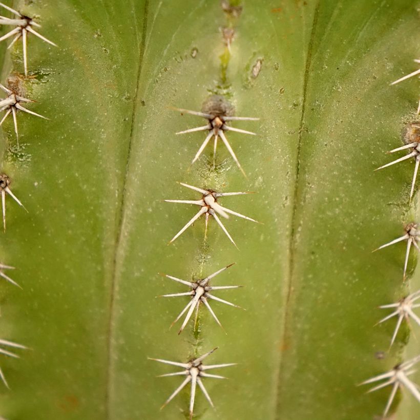 Kaktus - Polaskia chichipe (Laub)