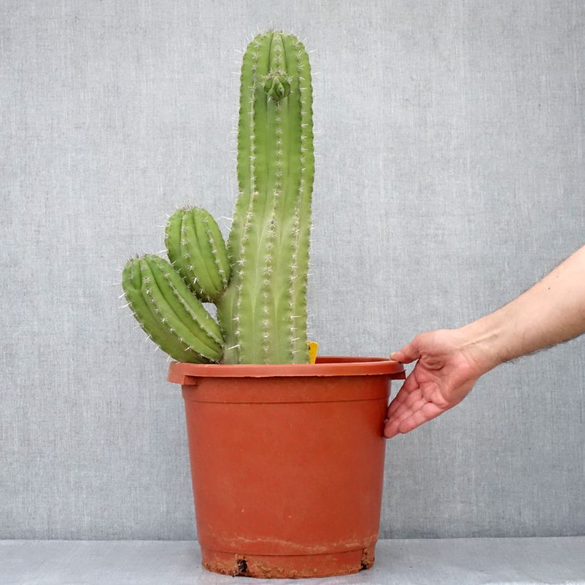 Exemplar von Cactus - Polaskia chichipe - Pot de 12L/15L wie im Frühjahr geliefert