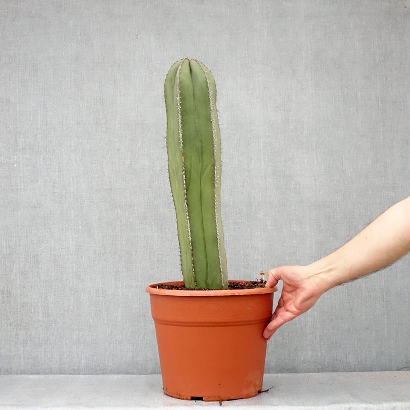 Exemplar von Cactus - Stenocereus marginatus - Pot de 12L/15L wie im Frühjahr geliefert