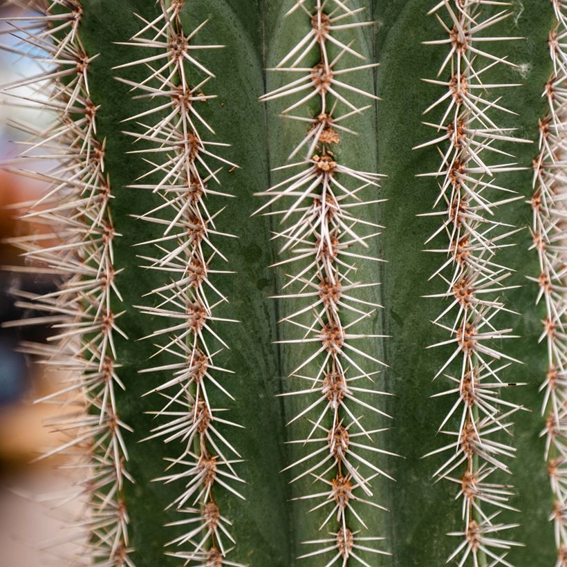 Kaktus - Stenocereus griseus (Laub)