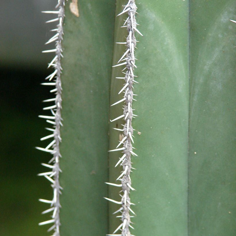 Kaktus - Stenocereus marginatus (Laub)