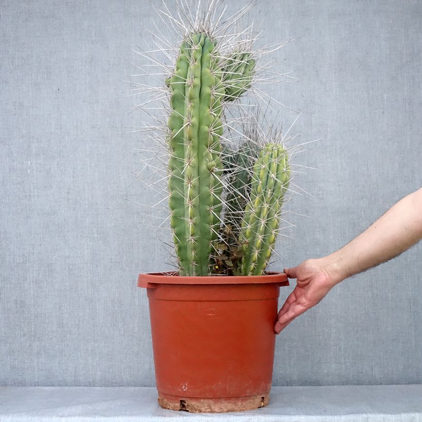 Exemplar von Cactus - Stetsonia coryne - Pot de 12L/15L wie im Frühjahr geliefert