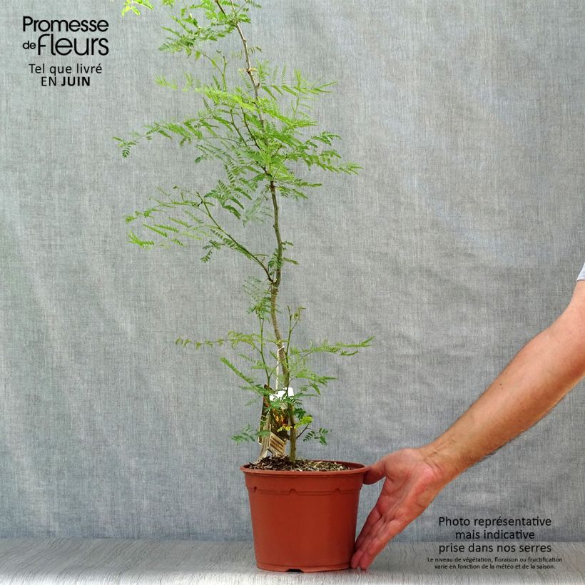 Exemplar von Caesalpinia gilliesii - Paradiesvogelbusch Topf mit 2L/3L wie im Sommer geliefert