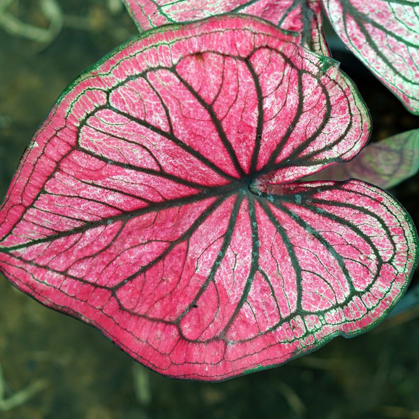 Caladium Lucia (Laub)