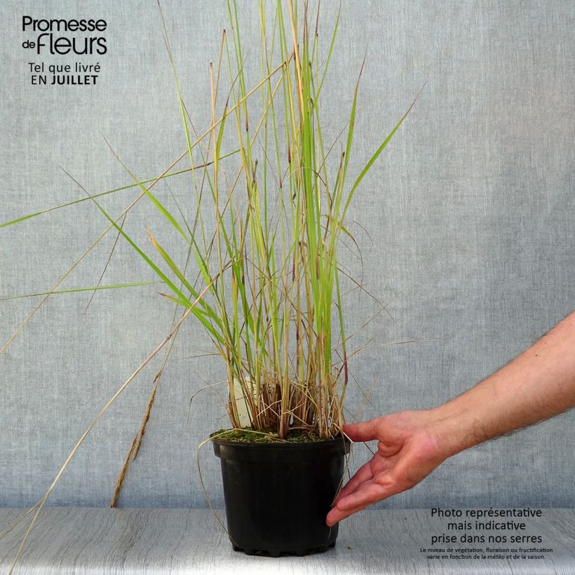 Exemplar von Calamagrostis acutiflora Karl Foerster - Reitgras Topf mit 2L/3L wie im Sommer geliefert
