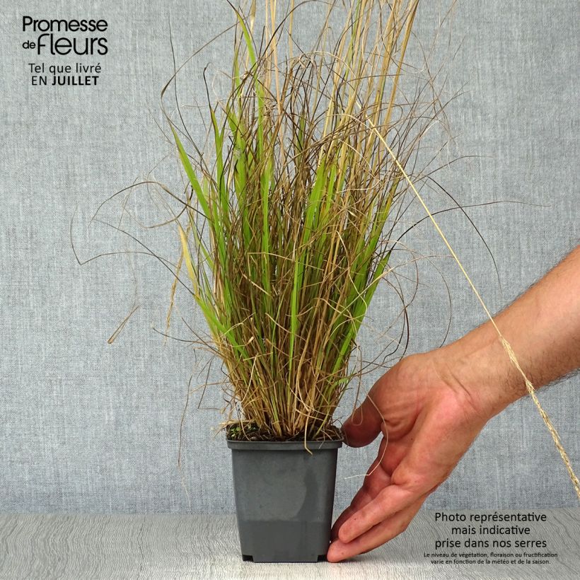 Exemplar von Calamagrostis acutiflora Waldenbuch - Reitgras Kleine Töpfe von 8/9 cm wie im Sommer geliefert