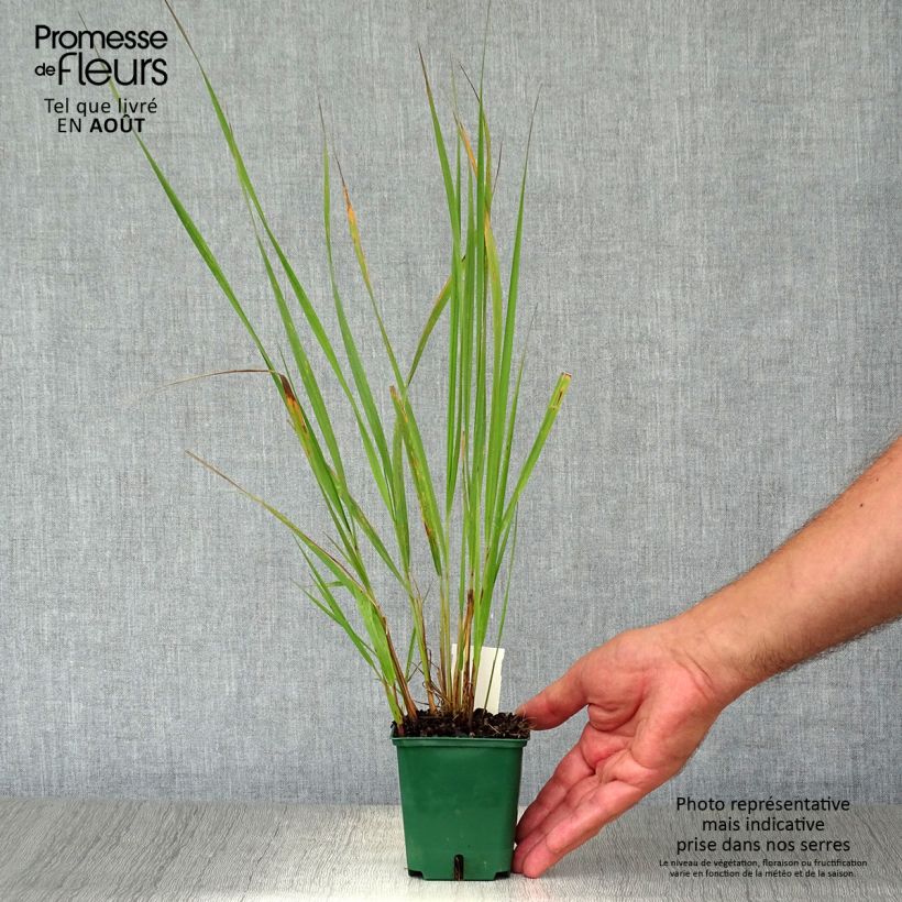 Exemplar von Calamagrostis brachytricha - Diamantgras Kleine Töpfe von 8/9 cm wie im Sommer geliefert