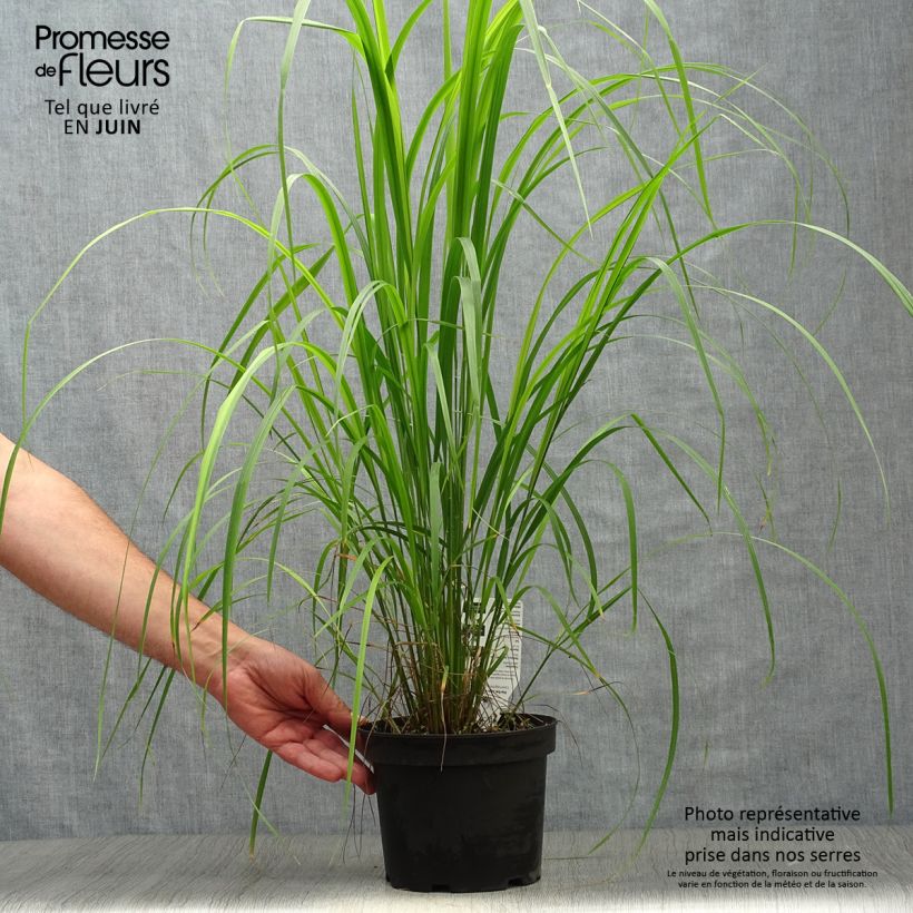 Exemplar von Calamagrostis brachytricha - Diamantgras Topf mit 3L/4L wie im Sommer geliefert