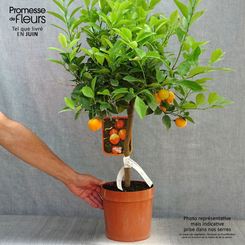 Exemplar von Calamondin - Citrus madurensis Topf mit 4L/5L, 1/4 Stängel wie im Sommer geliefert