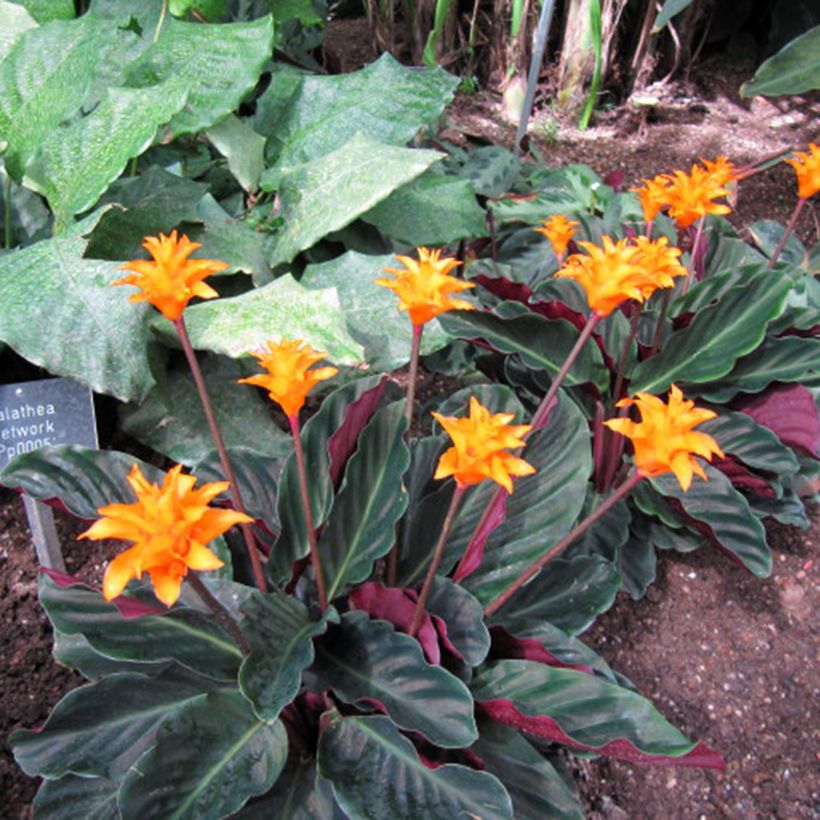 Calathea crocata - Korbmaranten (Hafen)