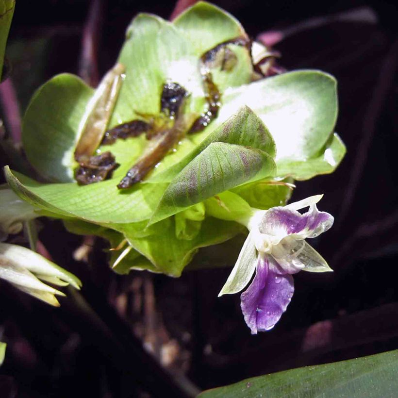 Calathea Dottie - Korbmaranten (Blüte)