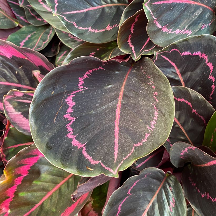 Calathea Dottie - Korbmaranten (Laub)