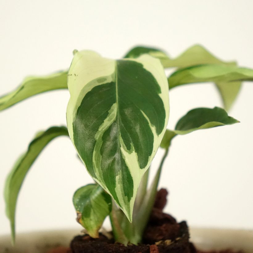 Calathea Fusion White - Korbmaranten (Laub)