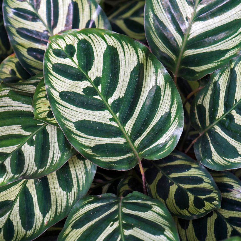 Calathea makoyana - Korbmaranten (Laub)
