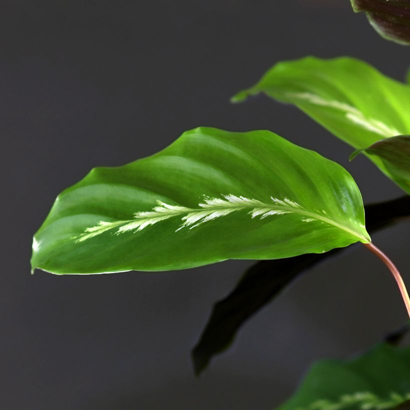 Calathea Maui Queen - Korbmaranten (Laub)