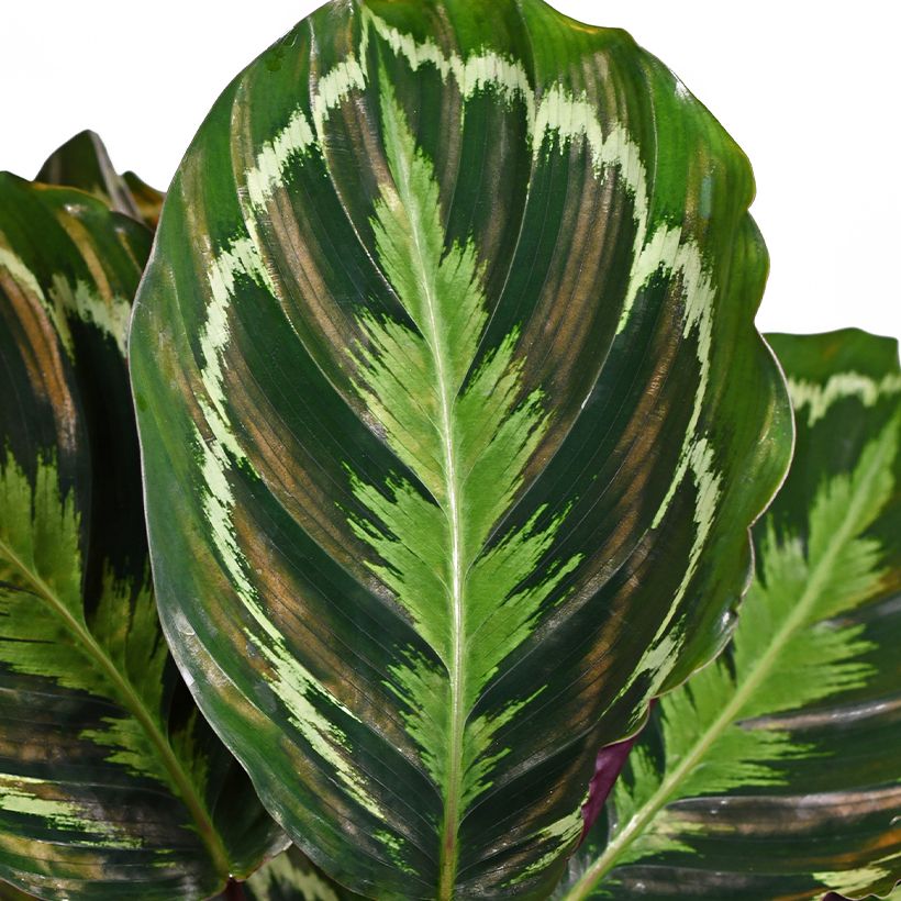 Calathea Medaillon - Korbmaranten (Laub)