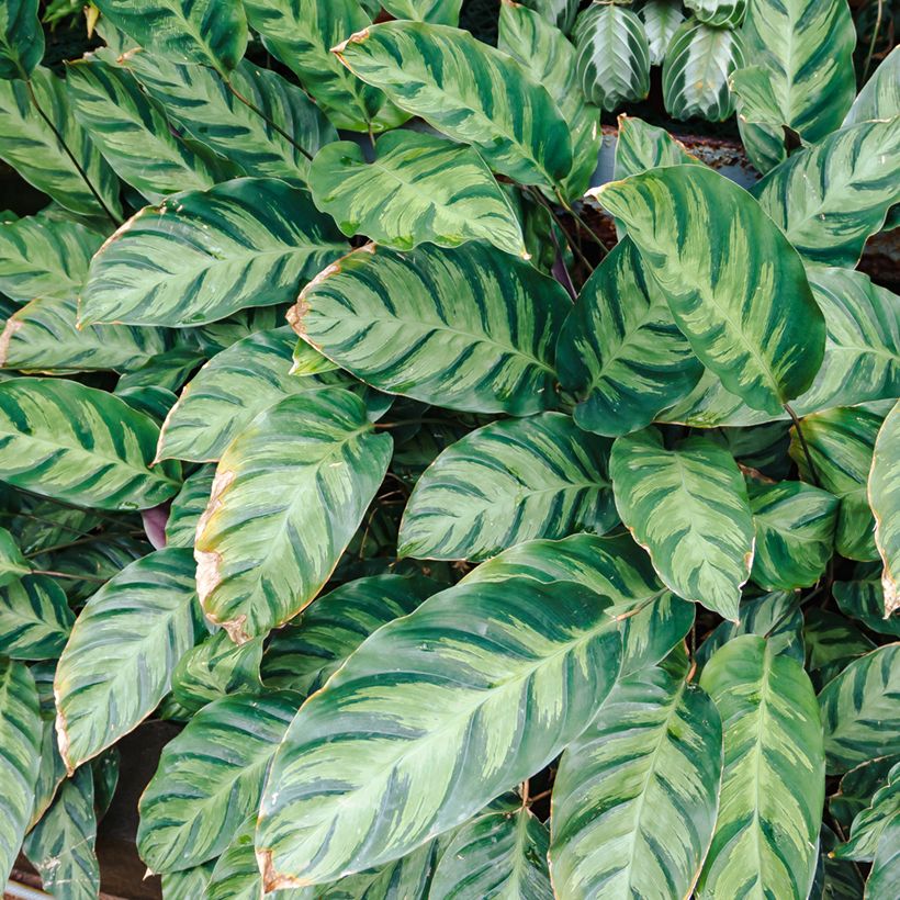 Calathea Misto - Korbmaranten (Ernte)