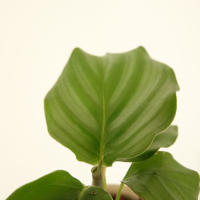 Calathea orbifolia - Korbmaranten (Laub)