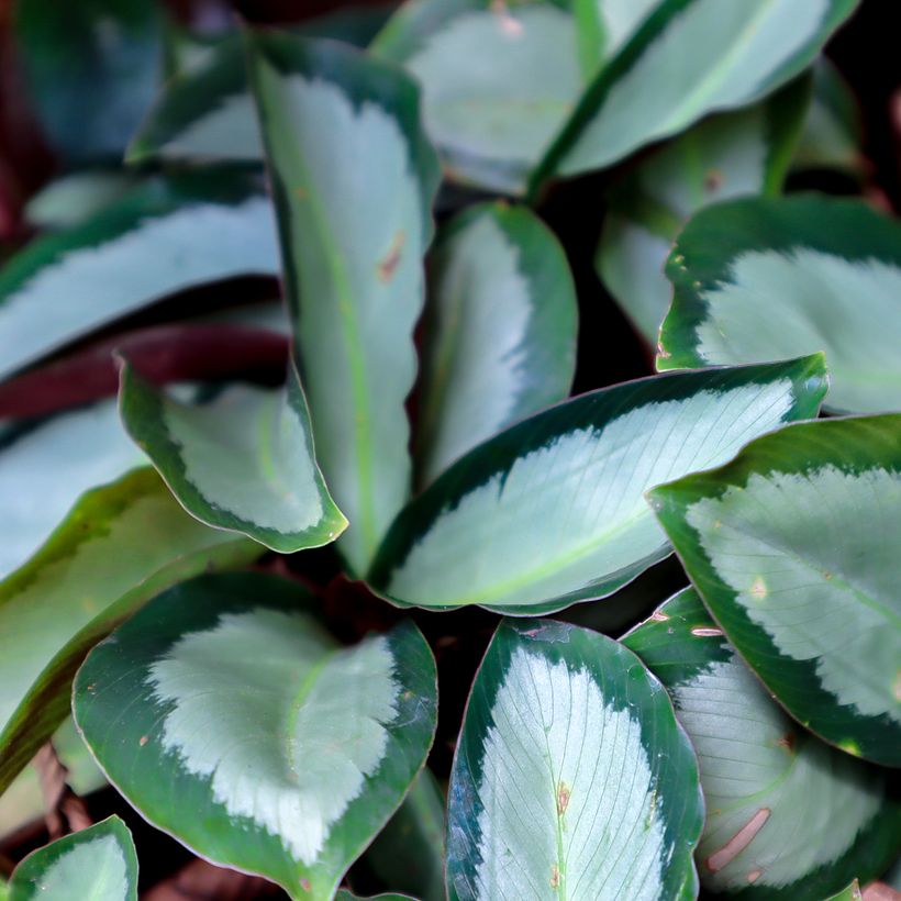 Calathea Royal Standard - Korbmaranten (Laub)