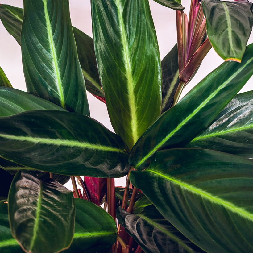 Calathea sanguinea - Korbmaranten (Laub)