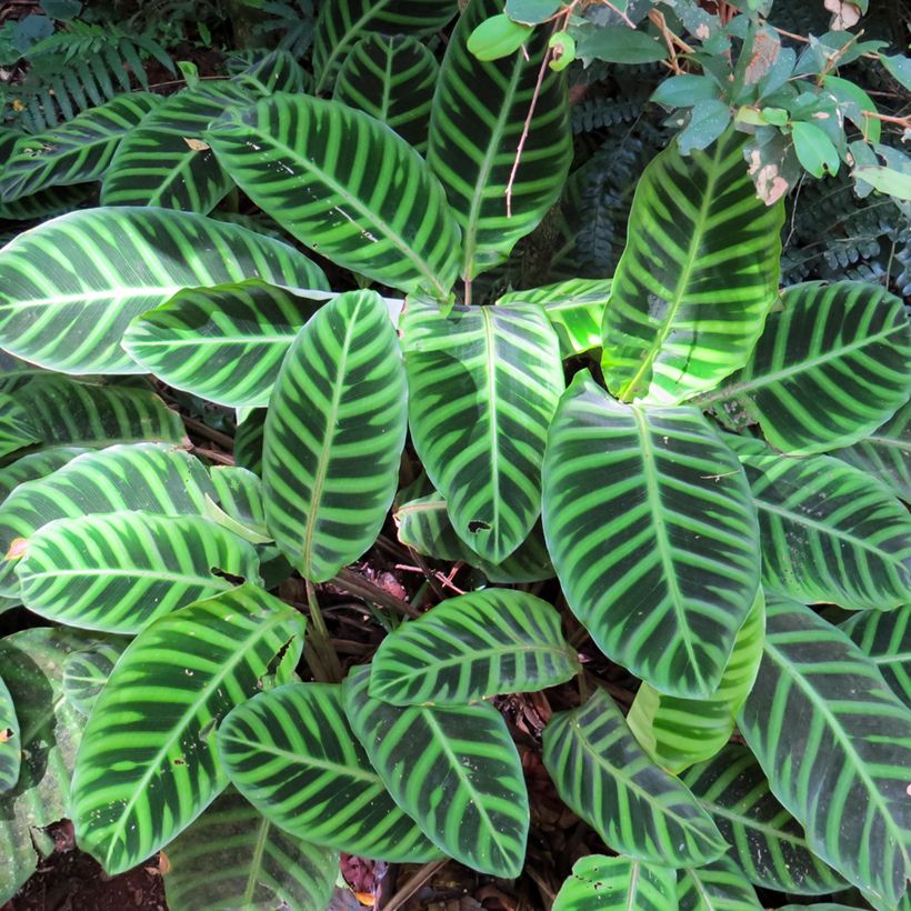 Calathea zebrina - Korbmaranten (Laub)
