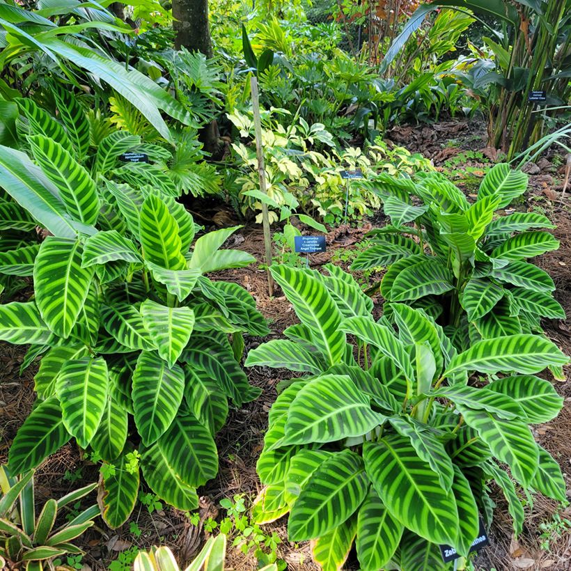 Calathea zebrina - Korbmaranten (Hafen)