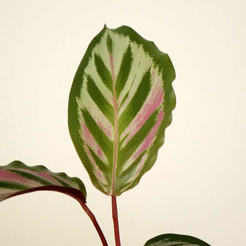 Calathea Peacock - Korbmaranten (Laub)