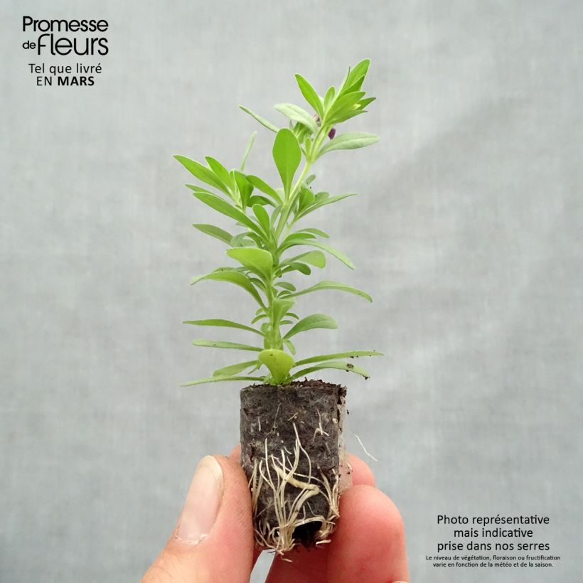 Exemplar von Zauberglöckchen Superbells Grape Punch - Calibrachoa Mini-Plug Ø 1,5/2,5 cm wie im Frühjahr geliefert