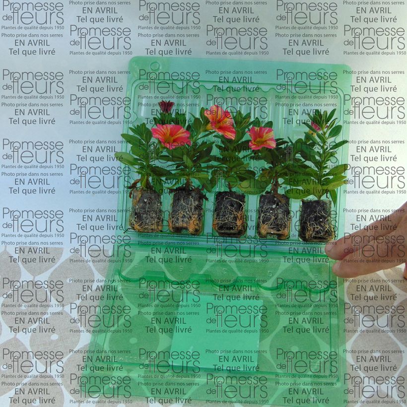 Beispiel eines Exemplars von Zauberglöckchen Superbells Tropical Sunrise - Calibrachoa Mini-Plug Ø 3/4 cm wie geliefert
