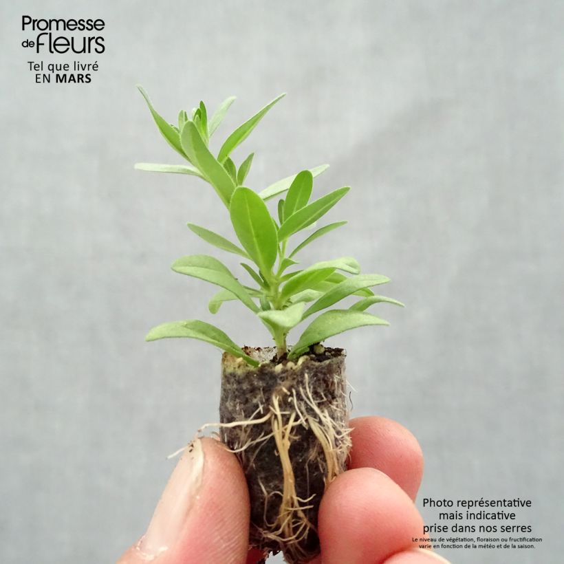 Exemplar von Zauberglöckchen Superbells Unique Mango Punch - Calibrachoa Mini-Plug Ø 1,5/2,5 cm wie im Frühjahr geliefert