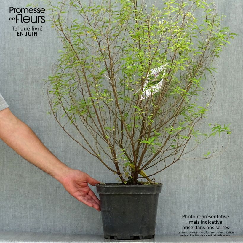 Exemplar von Calliandra surinamensis Dixie Pink - Rosa Puderquastenstrauch Topf mit 7,5L/10L wie im Sommer geliefert