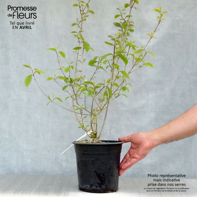 Exemplar von Liebesperlenstrauch Imperial Pearl - Callicarpa bodinieri Topf mit 3L/4L wie im Frühjahr geliefert