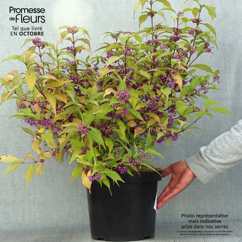 Exemplar von Liebesperlenstrauch Magical Deep Purple Kolmdepu - Callicarpa bodinieri Topf mit 7,5L/10L wie im Herbst geliefert