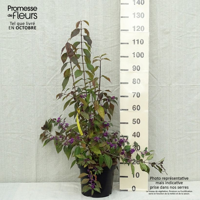Exemplar von Liebesperlenstrauch Magical Purple Giant - Callicarpa bodinieri Topf mit 7,5L/10L wie im Herbst geliefert