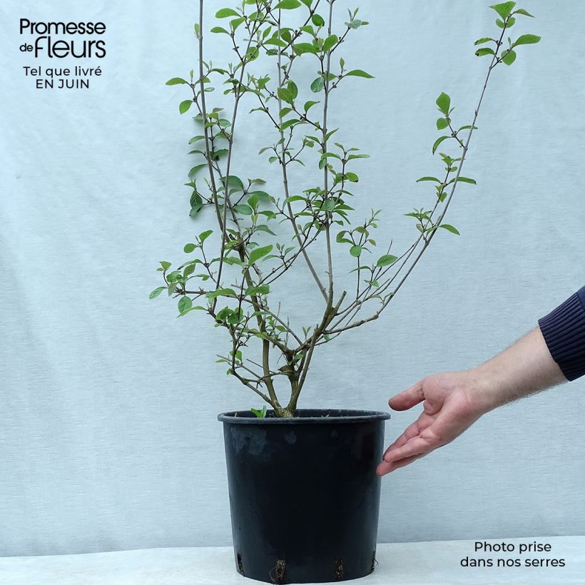 Exemplar von Liebesperlenstrauch Profusion - Callicarpa bodinieri Topf mit 7,5L/10L wie im Sommer geliefert