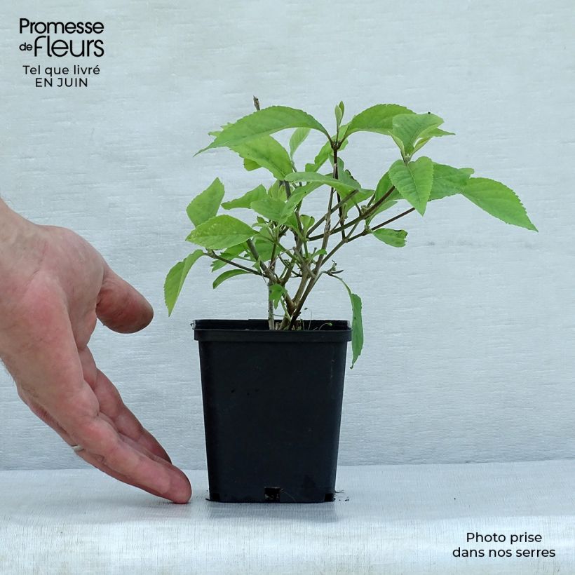 Exemplar von Liebesperlenstrauch Profusion - Callicarpa bodinieri Kleine Töpfe von 8/9 cm wie im Sommer geliefert